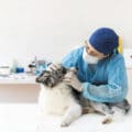 Diseño páginas webs para clínicas veterinarias